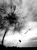 Fototapeta Dmuchawce - dandelion in the wind