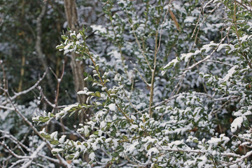 Wall Mural - Snow on a tree in winter