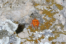 Orange Shieldbug On A Rock