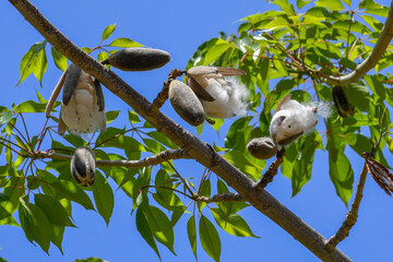 Sticker - Low angle shot of fluffy kapok with shells on a small tree with bright leaves under a clear sky