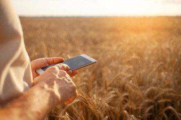 Wall Mural - man agronomist uses modern technology in a wheat field. Ripe barley, sunset. The specialist calculates losses from rains and bad weather. Profit, well-being of agriculture. close up