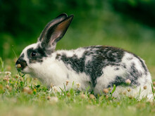 Rabbit On The Grass