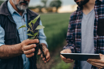 Wall Mural - agricultural workers examining weeds on corn field