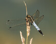 Ważka przytulona do trawy dragonfly