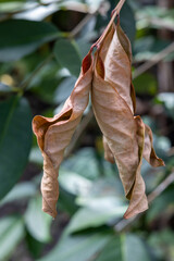 two dried leaves