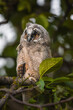Curious owl chick staring with big brigt eyes, cute long-eared owl sitting on tree, wild Asio Otus, hungry owl posing, owl portrait, young hunter growing up, baby raptor