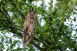 Cute Long-eared owl sleeping on a tree branch, majestic owl portrait, Asio Otus sleeps with eyes closed
