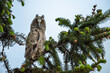 Leery owl bayb staring with big brigt eyes, cute long-eared owl sitting on tree, wild Asio Otus, hungry owl posing, owl portrait, young hunter growing up, baby raptor