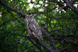 cute Long-eared owl sitting on tree branch, majestic owl, Asio Otus staring with big bright eyes wide open