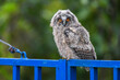 Owl chick staring with big bright eyes, cute long-eared owl sitting on a fence, wild Asio Otus, hungry owl posing, owl portrait, young hunter growing up, baby raptor