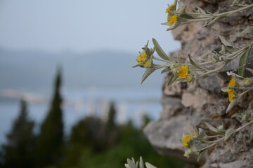 Wall Mural - Yellow mountain flowers on a blurred background of the sea and mountains