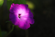 Purple Flower In The Garden
