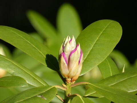 close up of pink rhododendron bud and leaves, poland