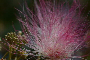 Wall Mural - Beautiful white-pink flowers and buds on a silk tree (albizia julibrissin) 