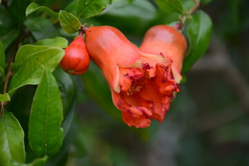 Wall Mural - Big pomegranate flowers on a tree close-up