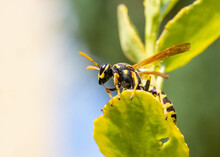 A Hunting Wasp - Philanthus, Bee-hunters, Sitting On Flower And Watch Her Victim - Honey Bee. Bee-killer Wasps - Philanthus, Close Up.