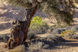 Alter Kameldorn  im Namib Naukluft Park, NamibA