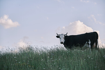 Sticker - Closeup shot of a cow grazing among wildflowers