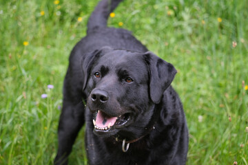 Poster - Cute black Labrador Retriever walking among wildflowers