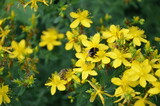 Fototapeta Kwiaty - yellow flowers in the garden attracting bees