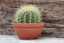 Ball Cactus  In A Pot