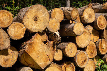 A pile of cut pine tree logs laying on the grass in the forest, Poland. 