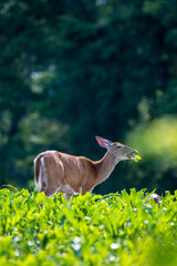 Poster - Vertical shot of a baby deer munching on grass in a field with a blurry tree in the background