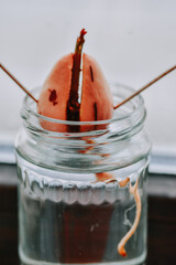 Canvas Print - Avocado sprout grows from the seed in a glass of water