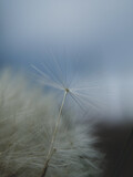 Fototapeta Krajobraz - dandelion seed head