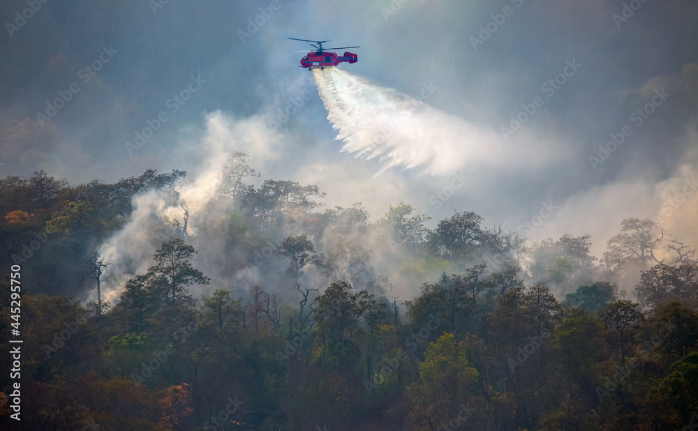 Fire fighting helicopter dropping water on forest fire - obrazy, fototapety, plakaty 