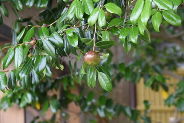 Poster - The fruits of camellia japonica. Theaceae evergreen tree.
