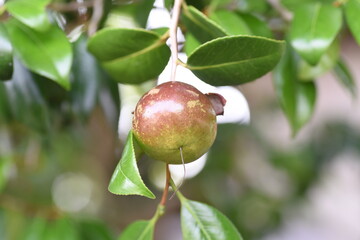 Sticker - The fruits of camellia japonica. Theaceae evergreen tree.
