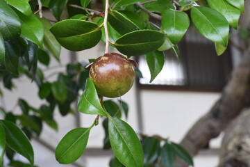 Canvas Print - The fruits of camellia japonica. Theaceae evergreen tree.
