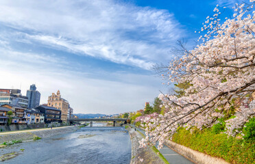 Wall Mural - 京都　春　満開の桜　鴨川