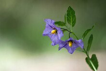 Purple Nightshade Flowers In A Garden
