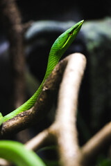 Sticker - Closeup view of snakes on a blurry background in the zoo