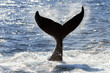 Close up of whale tail silhouette.