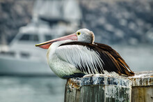 Australian Pelican Pelecanus Conspicillatus With Big Black And Yellow Eyes. Australia	