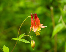 Soft Focus Of Red Columbine Flower Blooming At A Garden