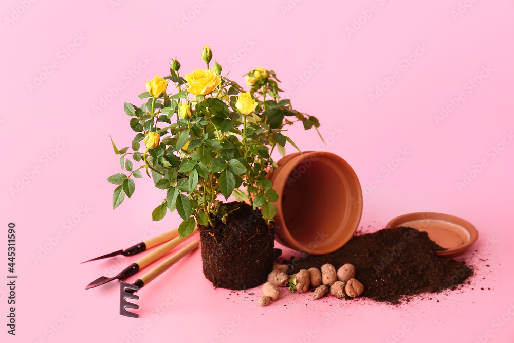 Rose plant and gardening tools on color background