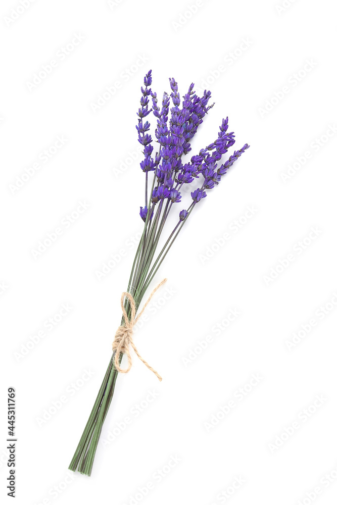 Beautiful lavender flowers on white background