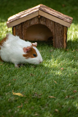 Poster - Adorable brown and white guinea pig next to a wooden house miniature on the grass