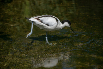 Sticker - Beautiful shot of a pied avocet (Recurvirostra avosetta) drinking water in the river