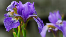 Irideae. Purple Iris Flowers Are Blooming In The Garden. Blue And Purple Flowers In The Garden. Macro Photo, Floral Natural Background. Beautiful Flowers Close-up. Blurred Green Background
