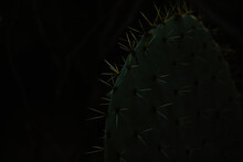 Dark And Moody Image Of Prickly Pear Cactus With Spikes Illuminated By Soft Natural Light. Black Background With Copy Space.