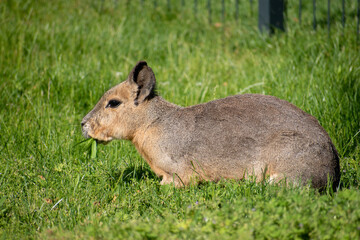 Wall Mural - Beautiful shot of a Chacoan mara (Dolichotis salinicola) on the grass