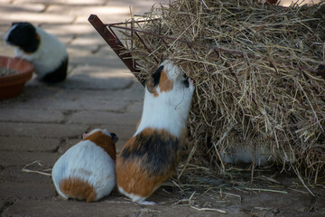 Poster - Beautiful shot of adorable small guinea pigs (Cavia porcellus) playful outdoors