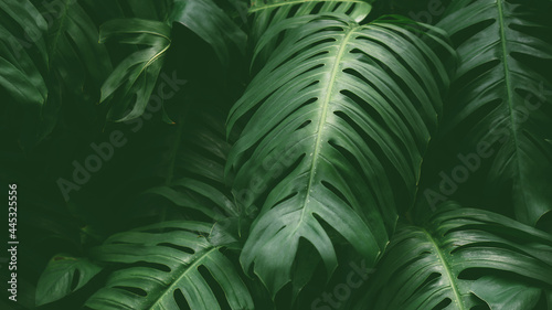 Tropical rainforest plant leaves in deep jungle for background, The Swiss cheese plant or Monstera deliciosa.