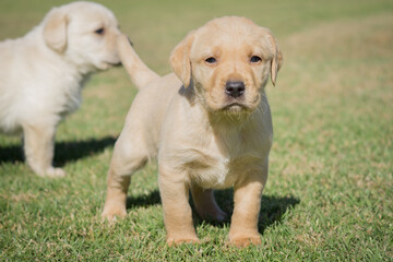 Poster - Closeup shot of Labrador Retriever puppies walking on a green grass