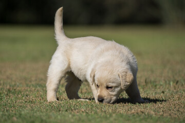 Poster - Closeup shot of a Labrador Retriever puppy walking on a green grass